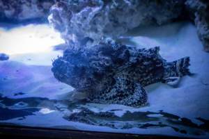 Woodbridge Aquarium & Wildlife - Captured at Woodbridge Aquarium & Wildlife, Woodbridge Township NJ United States.