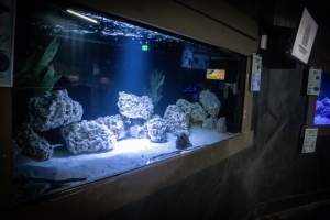 Woodbridge Aquarium & Wildlife - Captured at Woodbridge Aquarium & Wildlife, Woodbridge Township NJ United States.