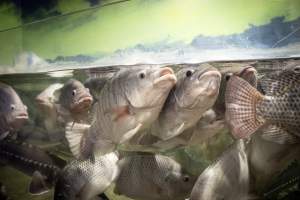 Woodbridge Aquarium & Wildlife - Captured at Woodbridge Aquarium & Wildlife, Woodbridge Township NJ United States.