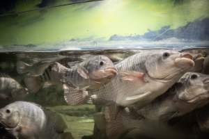 Woodbridge Aquarium & Wildlife - Captured at Woodbridge Aquarium & Wildlife, Woodbridge Township NJ United States.