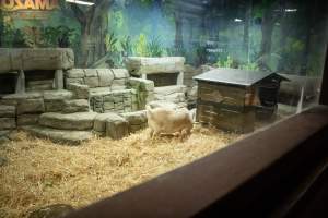 Woodbridge Aquarium & Wildlife - Captured at Woodbridge Aquarium & Wildlife, Woodbridge Township NJ United States.