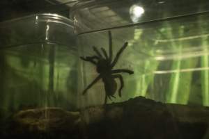 Woodbridge Aquarium & Wildlife - Captured at Woodbridge Aquarium & Wildlife, Woodbridge Township NJ United States.