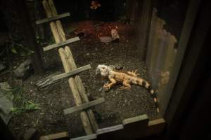 Woodbridge Aquarium & Wildlife - Captured at Woodbridge Aquarium & Wildlife, Woodbridge Township NJ United States.