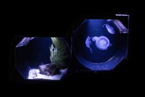 Woodbridge Aquarium & Wildlife - Captured at Woodbridge Aquarium & Wildlife, Woodbridge Township NJ United States.