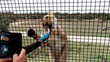 Lions at Monarto Safari Park - Images of the 'Lions 360' experience and their enclosure at Monarto Safari Park - Captured at Monarto Safari Park, Monarto SA Australia.