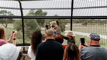 Lions at Monarto Safari Park - Images of the 'Lions 360' experience and their enclosure at Monarto Safari Park - Captured at Monarto Safari Park, Monarto SA Australia.