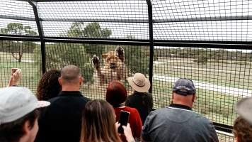 Lions at Monarto Safari Park - Images of the 'Lions 360' experience and their enclosure at Monarto Safari Park - Captured at Monarto Safari Park, Monarto SA Australia.