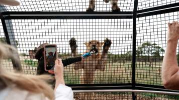 Lions at Monarto Safari Park - Images of the 'Lions 360' experience and their enclosure at Monarto Safari Park - Captured at Monarto Safari Park, Monarto SA Australia.