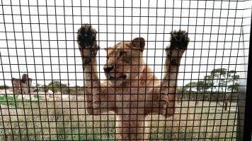 Lions at Monarto Safari Park - Images of the 'Lions 360' experience and their enclosure at Monarto Safari Park - Captured at Monarto Safari Park, Monarto SA Australia.