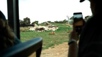 Lions at Monarto Safari Park - Images of the 'Lions 360' experience and their enclosure at Monarto Safari Park - Captured at Monarto Safari Park, Monarto SA Australia.