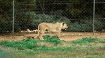 Lions at Monarto Safari Park - Images of the 'Lions 360' experience and their enclosure at Monarto Safari Park - Captured at Monarto Safari Park, Monarto SA Australia.