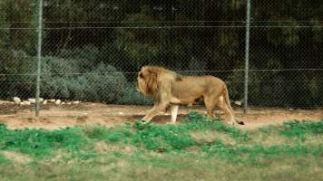 Lions at Monarto Safari Park - Images of the 'Lions 360' experience and their enclosure at Monarto Safari Park - Captured at Monarto Safari Park, Monarto SA Australia.