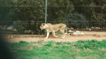 Lions at Monarto Safari Park - Images of the 'Lions 360' experience and their enclosure at Monarto Safari Park - Captured at Monarto Safari Park, Monarto SA Australia.