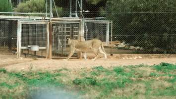 Lions at Monarto Safari Park - Images of the 'Lions 360' experience and their enclosure at Monarto Safari Park - Captured at Monarto Safari Park, Monarto SA Australia.