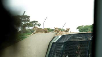 Lions at Monarto Safari Park - Images of the 'Lions 360' experience and their enclosure at Monarto Safari Park - Captured at Monarto Safari Park, Monarto SA Australia.