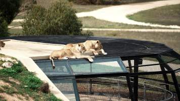 Lions at Monarto Safari Park - Images of the 'Lions 360' experience and their enclosure at Monarto Safari Park - Captured at Monarto Safari Park, Monarto SA Australia.