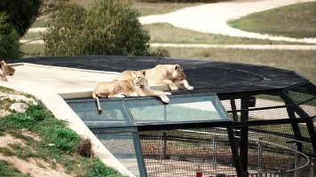 Lions at Monarto Safari Park - Images of the 'Lions 360' experience and their enclosure at Monarto Safari Park - Captured at Monarto Safari Park, Monarto SA Australia.