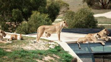 Lions at Monarto Safari Park - Images of the 'Lions 360' experience and their enclosure at Monarto Safari Park - Captured at Monarto Safari Park, Monarto SA Australia.