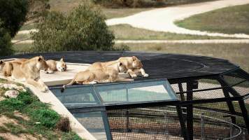 Lions at Monarto Safari Park - Images of the 'Lions 360' experience and their enclosure at Monarto Safari Park - Captured at Monarto Safari Park, Monarto SA Australia.