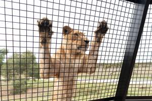 Lions at Monarto Safari Park - Images of the 'Lions 360' experience and their enclosure at Monarto Safari Park - Captured at Monarto Safari Park, Monarto SA Australia.