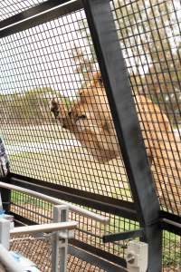 Lions at Monarto Safari Park - Images of the 'Lions 360' experience and their enclosure at Monarto Safari Park - Captured at Monarto Safari Park, Monarto SA Australia.