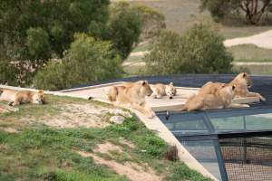 Lions at Monarto Safari Park - Images of the 'Lions 360' experience and their enclosure at Monarto Safari Park - Captured at Monarto Safari Park, Monarto SA Australia.