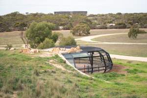 Lions at Monarto Safari Park - Images of the 'Lions 360' experience and their enclosure at Monarto Safari Park - Captured at Monarto Safari Park, Monarto SA Australia.