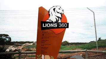 Lions at Monarto Safari Park - Images of the 'Lions 360' experience and their enclosure at Monarto Safari Park - Captured at Monarto Safari Park, Monarto SA Australia.