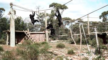 Chimpanzees at Monarto Safari Park - Images of indoor and outdoor enclosure at Monarto Safari Park - Captured at Monarto Safari Park, Monarto SA Australia.