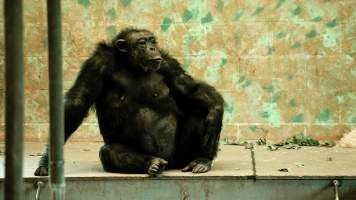 Chimpanzees at Monarto Safari Park - Images of indoor and outdoor enclosure at Monarto Safari Park - Captured at Monarto Safari Park, Monarto SA Australia.