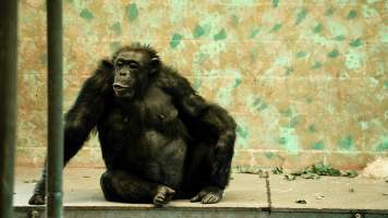 Chimpanzees at Monarto Safari Park - Images of indoor and outdoor enclosure at Monarto Safari Park - Captured at Monarto Safari Park, Monarto SA Australia.
