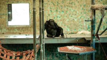 Chimpanzees at Monarto Safari Park - Images of indoor and outdoor enclosure at Monarto Safari Park - Captured at Monarto Safari Park, Monarto SA Australia.