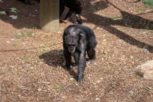 Chimpanzees at Monarto Safari Park - Images of indoor and outdoor enclosure at Monarto Safari Park - Captured at Monarto Safari Park, Monarto SA Australia.