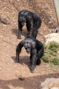 Chimpanzees at Monarto Safari Park - Images of indoor and outdoor enclosure at Monarto Safari Park - Captured at Monarto Safari Park, Monarto SA Australia.