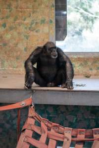 Chimpanzees at Monarto Safari Park - Images of indoor and outdoor enclosure at Monarto Safari Park - Captured at Monarto Safari Park, Monarto SA Australia.