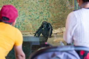Chimpanzees at Monarto Safari Park - Images of indoor and outdoor enclosure at Monarto Safari Park - Captured at Monarto Safari Park, Monarto SA Australia.