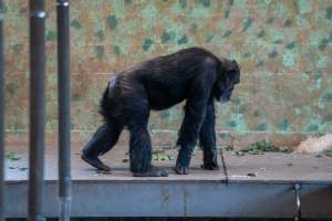 Chimpanzees at Monarto Safari Park - Images of indoor and outdoor enclosure at Monarto Safari Park - Captured at Monarto Safari Park, Monarto SA Australia.