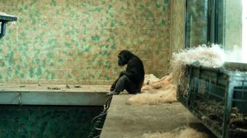 Chimpanzees at Monarto Safari Park - Images of indoor and outdoor enclosure at Monarto Safari Park - Captured at Monarto Safari Park, Monarto SA Australia.