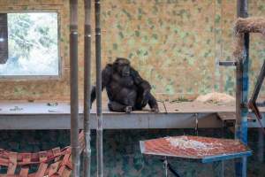Chimpanzees at Monarto Safari Park - Images of indoor and outdoor enclosure at Monarto Safari Park - Captured at Monarto Safari Park, Monarto SA Australia.