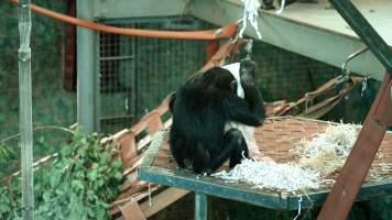 Chimpanzees at Monarto Safari Park - Images of indoor and outdoor enclosure at Monarto Safari Park - Captured at Monarto Safari Park, Monarto SA Australia.