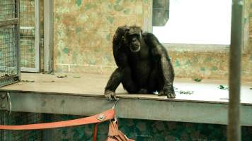 Chimpanzees at Monarto Safari Park - Images of indoor and outdoor enclosure at Monarto Safari Park - Captured at Monarto Safari Park, Monarto SA Australia.