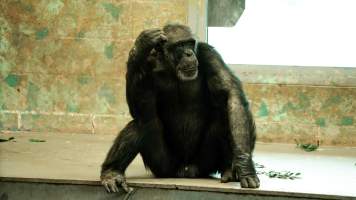 Chimpanzees at Monarto Safari Park - Images of indoor and outdoor enclosure at Monarto Safari Park - Captured at Monarto Safari Park, Monarto SA Australia.
