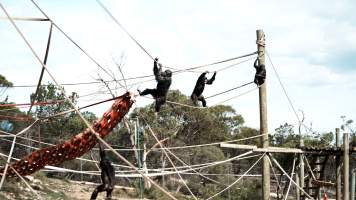 Chimpanzees at Monarto Safari Park - Images of indoor and outdoor enclosure at Monarto Safari Park - Captured at Monarto Safari Park, Monarto SA Australia.