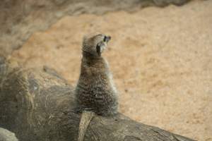 Meerkat in enclosure - Captured at Melbourne Zoo, Parkville VIC Australia.
