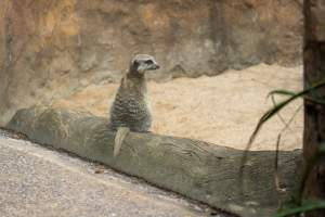 Meerkat in enclosure - Captured at Melbourne Zoo, Parkville VIC Australia.