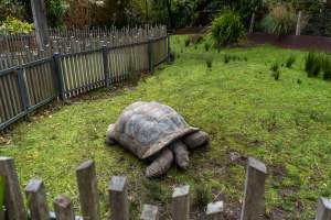 Giant tortoise - Captured at Melbourne Zoo, Parkville VIC Australia.