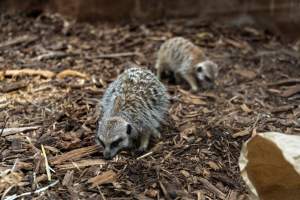 Meerkat in enclosure - Captured at Melbourne Zoo, Parkville VIC Australia.