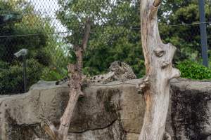 Snow leopard enclosure - Captured at Melbourne Zoo, Parkville VIC Australia.