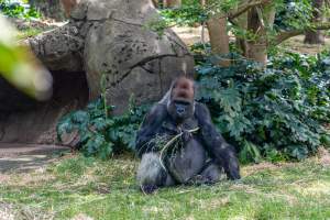 Gorilla enclosure - Captured at Melbourne Zoo, Parkville VIC Australia.