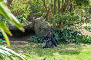 Gorilla enclosure - Captured at Melbourne Zoo, Parkville VIC Australia.